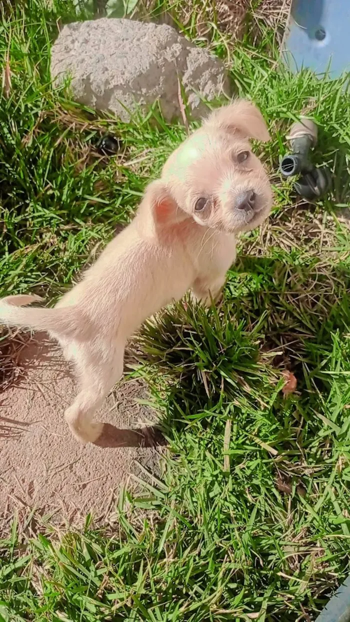 Cachorro ra a SRD-ViraLata idade 2 a 6 meses nome Sem nome 