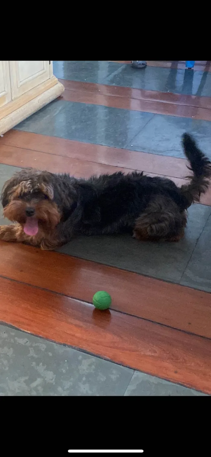 Cachorro raça Yorkshire idade 1 ano nome Goku