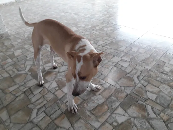 Cachorro ra a SRD-ViraLata idade 1 ano nome Meninão