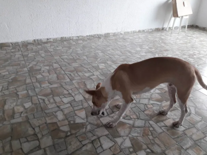 Cachorro ra a SRD-ViraLata idade 1 ano nome Meninão