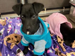 Cachorro raça SRD-ViraLata idade Abaixo de 2 meses nome Antônio 