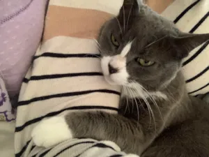 Gato raça SRD-ViraLata idade 2 anos nome ANITTA