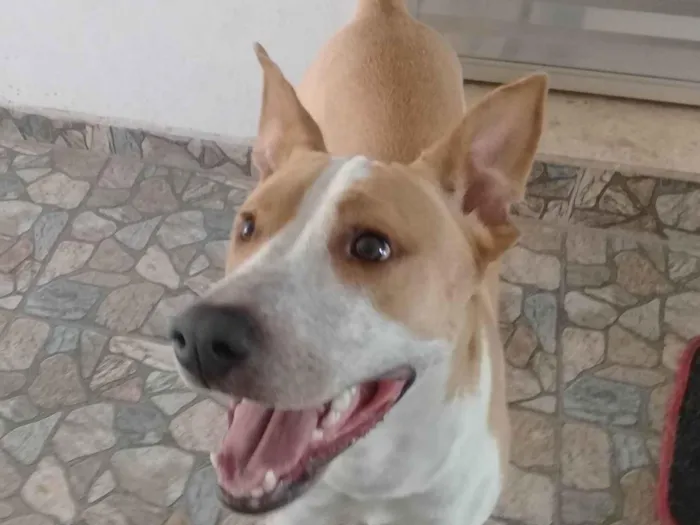 Cachorro ra a SRD-ViraLata idade 1 ano nome Meninão