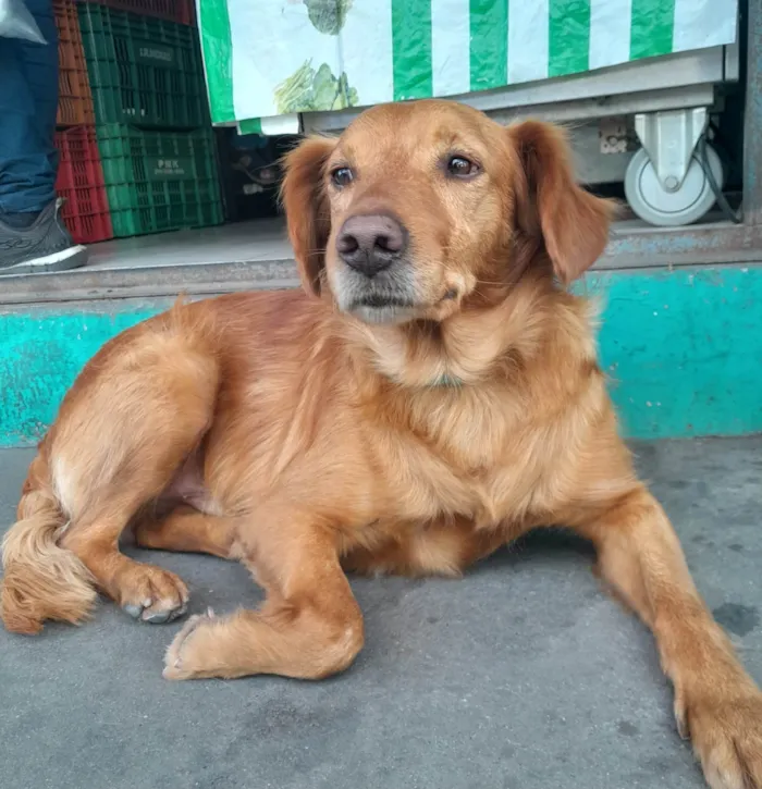 Cachorro ra a Srd idade 3 anos nome Bob