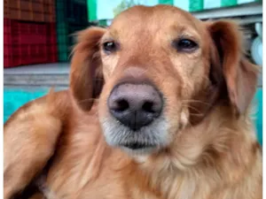 Cachorro raça Srd idade 3 anos nome Bob