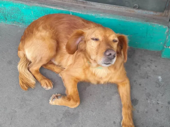 Cachorro ra a Srd idade 3 anos nome Bob