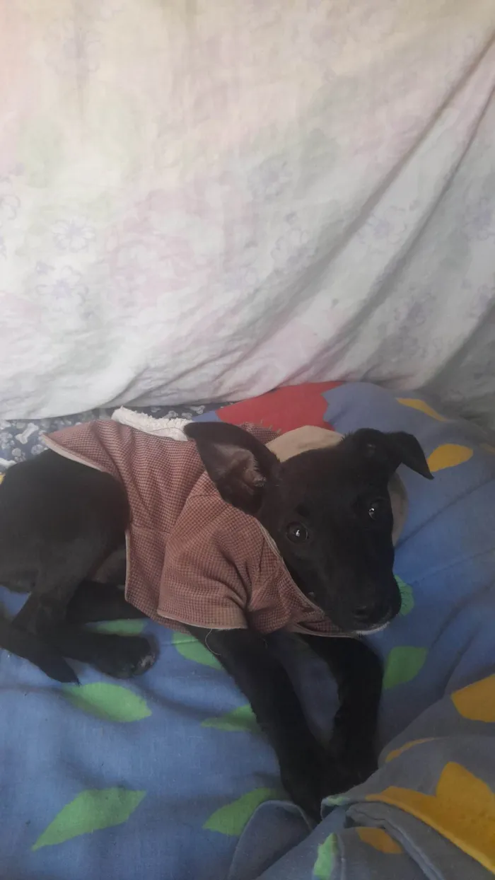 Achei na rua Pretinha com roupinha