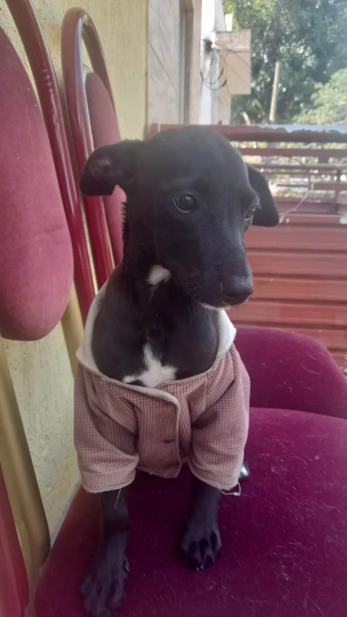 Cachorro raça Sem raça  idade 2 a 6 meses nome Achei na rua Pretinha com roupinha
