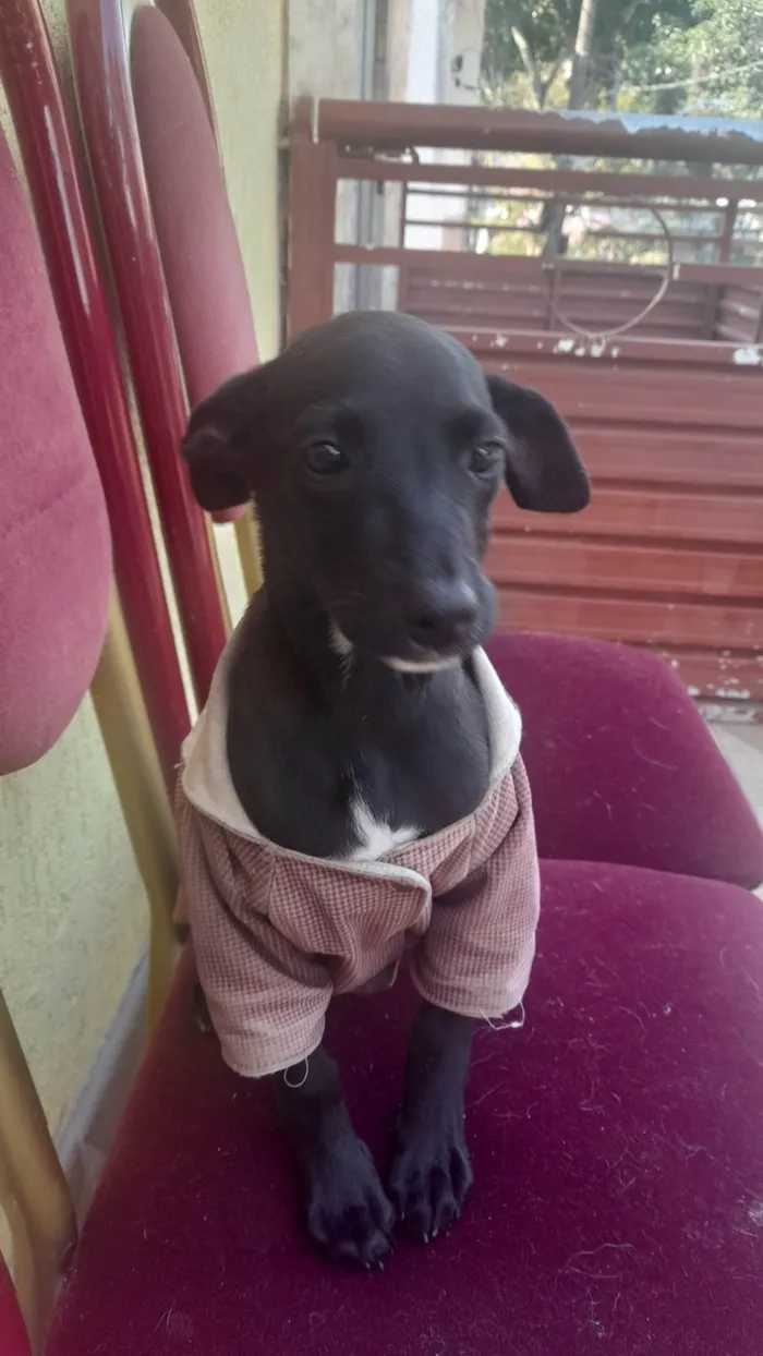 Achei na rua Pretinha com roupinha