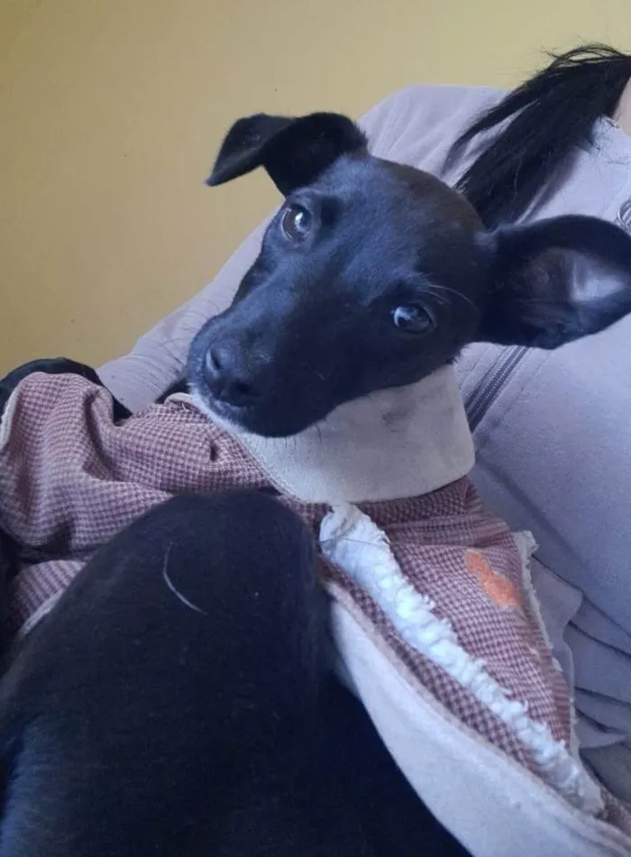 Achei na rua Pretinha com roupinha