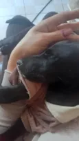 Cachorro raça Sem raça  idade 2 a 6 meses nome Achei na rua Pretinha com roupinha
