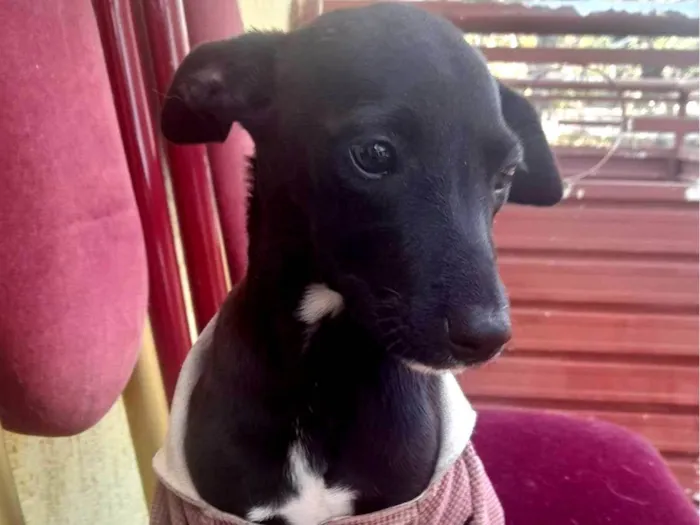 Cachorro raça Sem raça  idade 2 a 6 meses nome Achei na rua Pretinha com roupinha