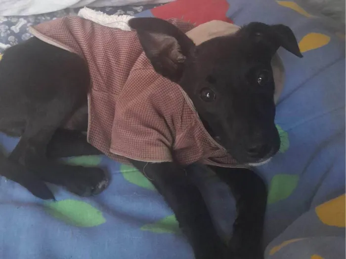 Cachorro raça Sem raça  idade 2 a 6 meses nome Achei na rua Pretinha com roupinha