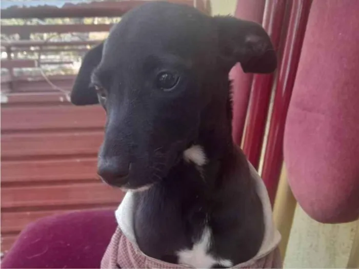 Cachorro raça Sem raça  idade 2 a 6 meses nome Achei na rua Pretinha com roupinha