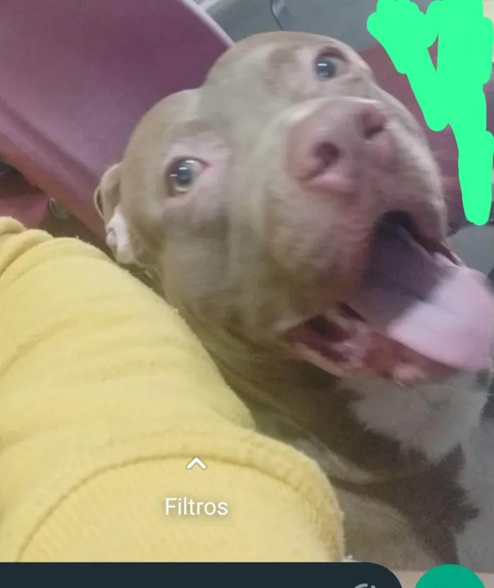 Cachorro ra a Pit-Bull idade 1 ano nome Frank