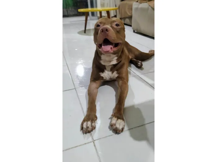 Cachorro ra a Pit-Bull idade 1 ano nome Frank