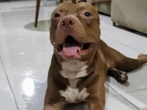 Cachorro raça Pit-Bull idade 1 ano nome Frank