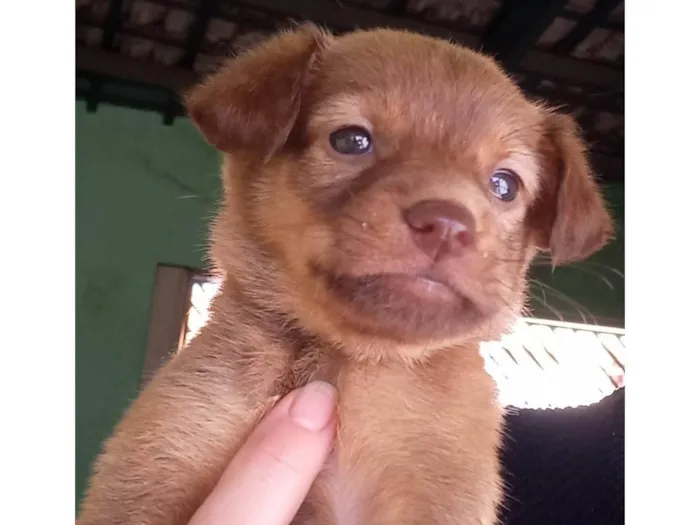 Cachorro raça  idade Abaixo de 2 meses nome Não tem
