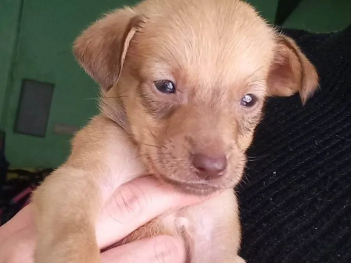 Cachorro raça  idade Abaixo de 2 meses nome Não tem