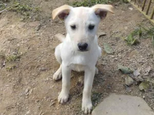 Cachorro raça SRD-ViraLata idade 2 a 6 meses nome Irmãozinha Rose