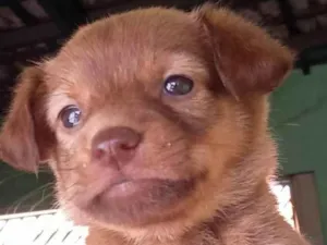 Cachorro raça  idade Abaixo de 2 meses nome Não tem