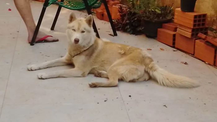 Cachorro raça Husky Siberiano idade 1 ano nome Duke/duque