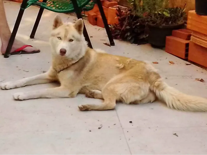 Cachorro raça Husky Siberiano idade 1 ano nome Duke/duque