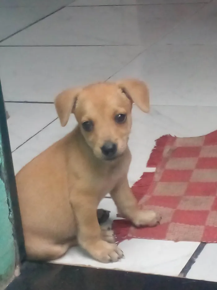 Cachorro raça Vira lata idade 2 a 6 meses nome Sem nome