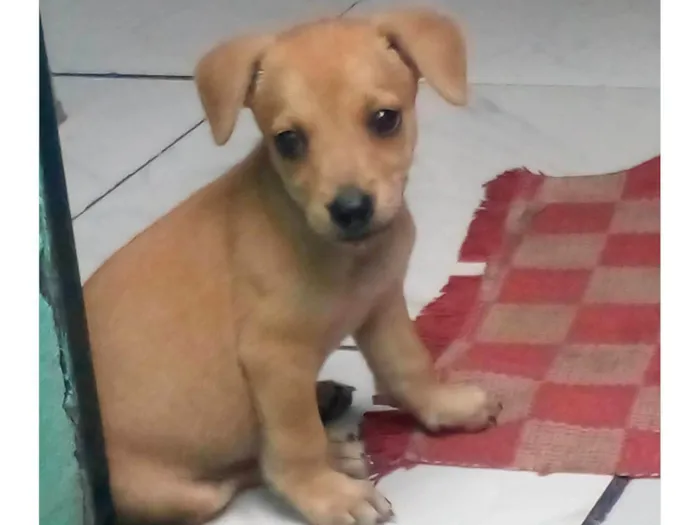 Cachorro raça Vira lata idade 2 a 6 meses nome Sem nome