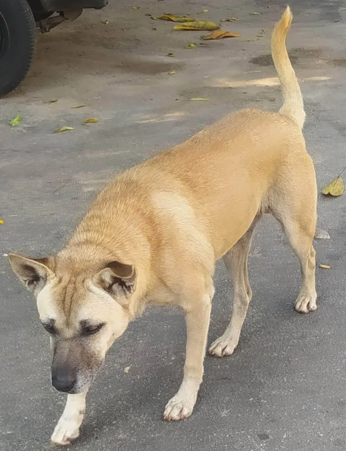 Cachorro ra a SRD idade 2 anos nome Neguinha