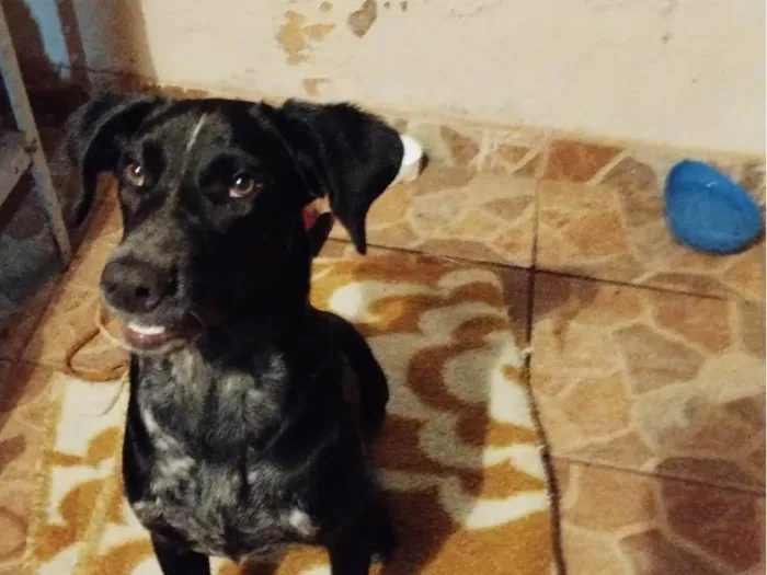 Cachorro ra a  idade 7 a 11 meses nome Akira