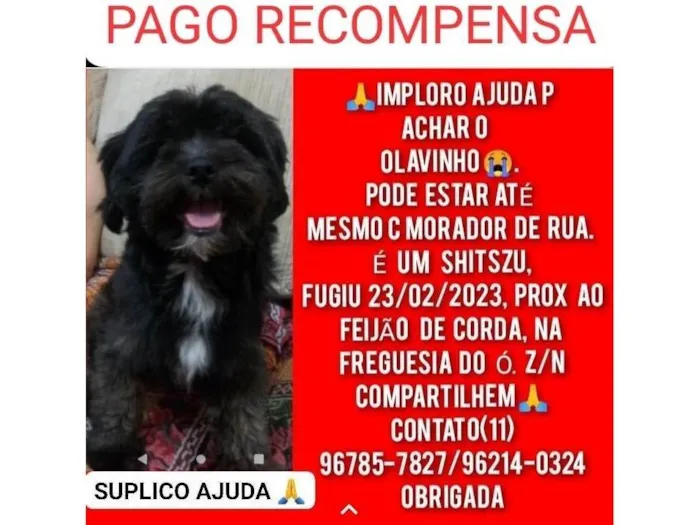 Cachorro ra a Shitzu idade 5 anos nome Olavinho 