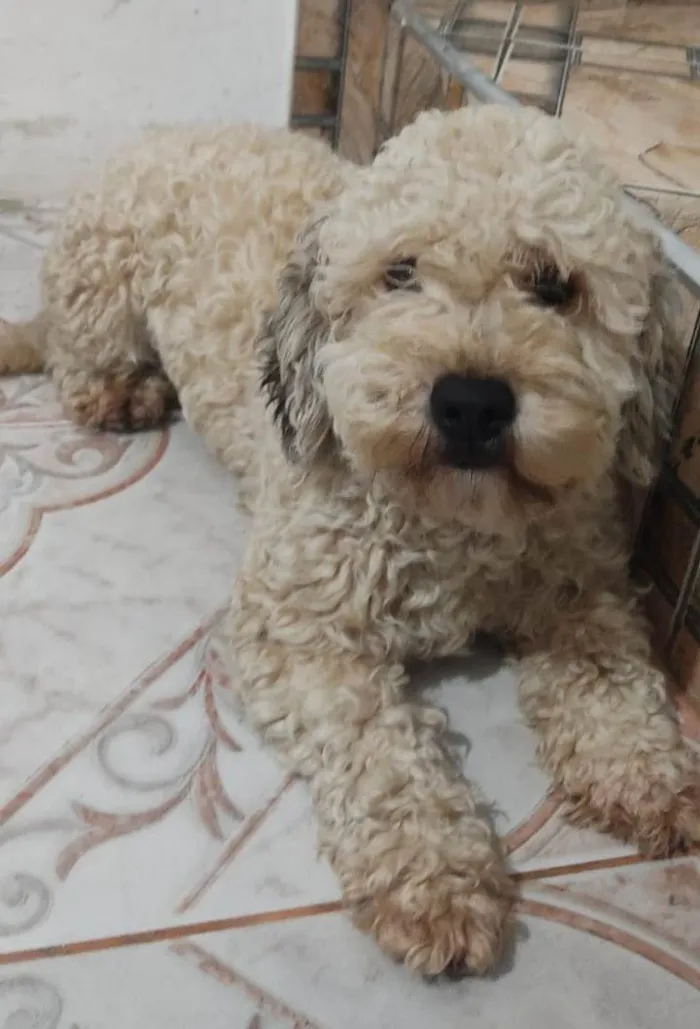 Cachorro ra a Poodle idade 2 anos nome Luna