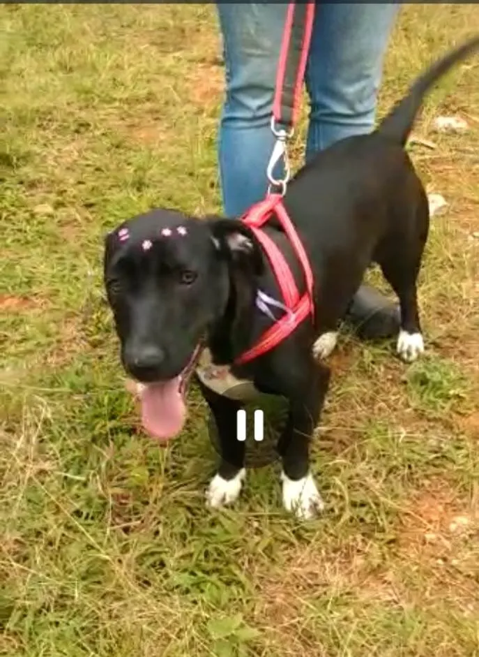 Cachorro ra a SRD-ViraLata idade  nome July