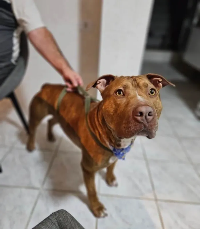 Cachorro ra a Pitbull idade 2 anos nome Dourado