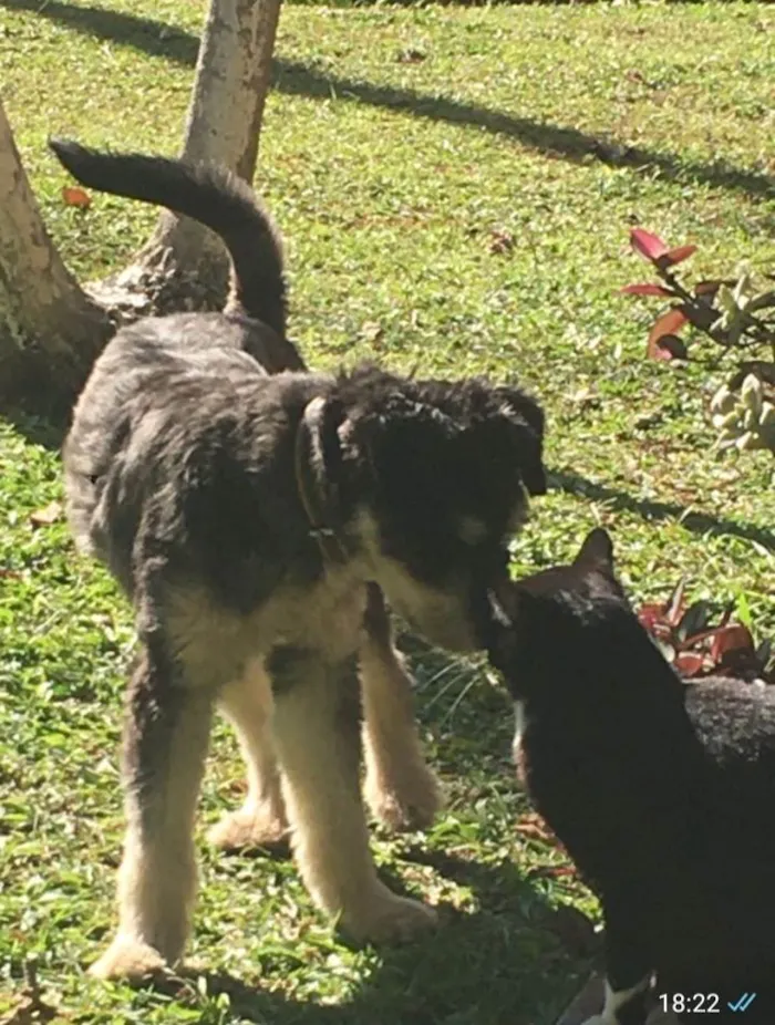 Cachorro ra a SRD-ViraLata idade 1 ano nome Mel