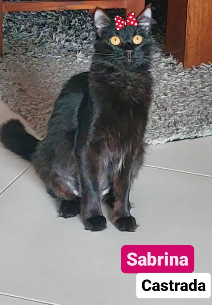 Gato ra a  idade 1 ano nome Sabrina