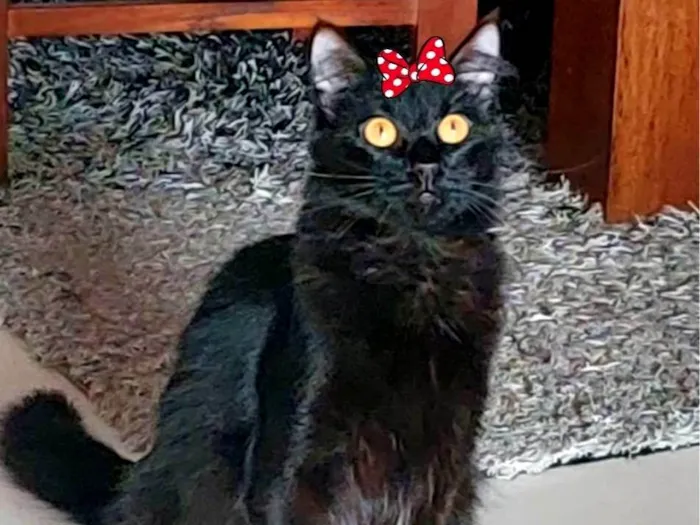 Gato ra a  idade 1 ano nome Sabrina
