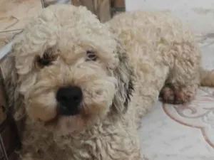 Cachorro raça Poodle idade 2 anos nome Luna