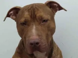 Cachorro raça Pitbull idade 2 anos nome Dourado