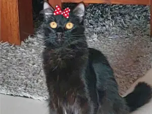Gato raça  idade 1 ano nome Sabrina
