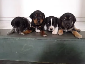 Cachorro raça NÃO DEFINIDA idade Abaixo de 2 meses nome SEM NOME