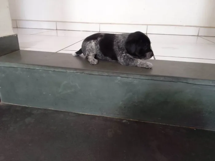 Cachorro raça NÃO DEFINIDA idade Abaixo de 2 meses nome SEM NOME