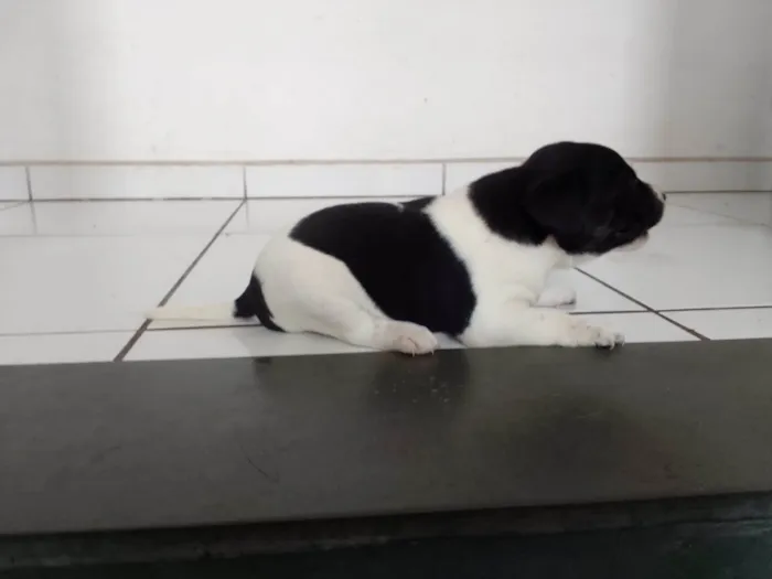 Cachorro raça NÃO DEFINIDA idade Abaixo de 2 meses nome SEM NOME