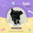 Cachorro raça SRD-ViraLata idade Abaixo de 2 meses nome Rubi