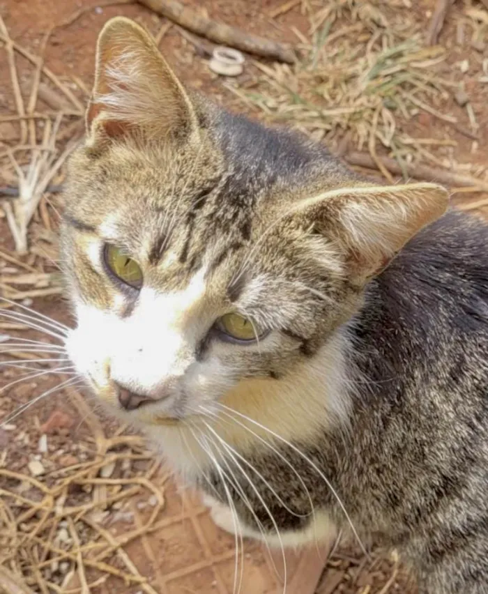 Gato ra a Mestico  idade 2 anos nome Fred 