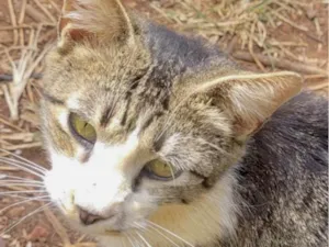 Gato raça Mestico  idade 2 anos nome Fred 