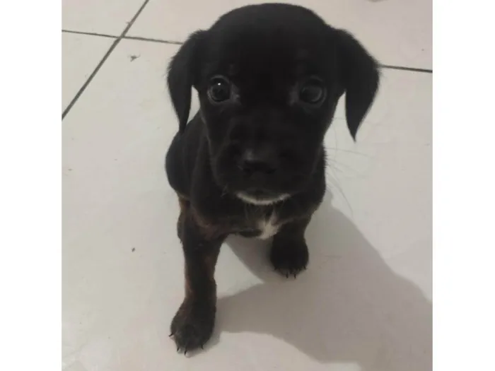 Cachorro raça SRD-ViraLata idade Abaixo de 2 meses nome Esmeralda