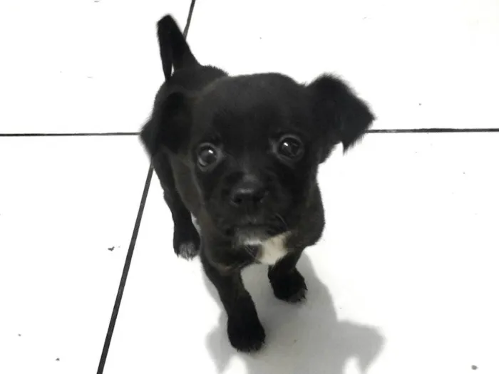 Cachorro raça SRD-ViraLata idade Abaixo de 2 meses nome Rubi