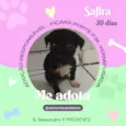 Cachorro raça SRD-ViraLata idade Abaixo de 2 meses nome Safira